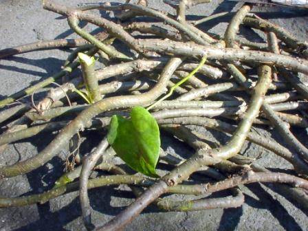 Guduchi Tinospora cardifolia