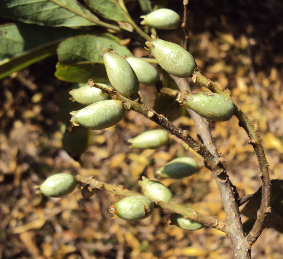 Lodhra Symplocos racemosa