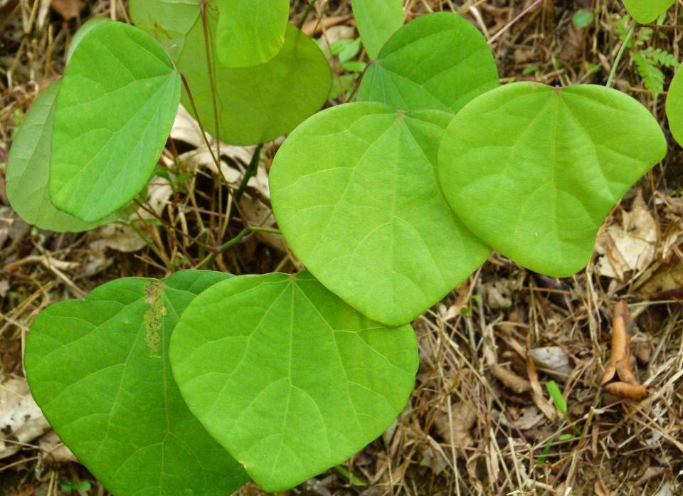 Patha Cissampelos Pareira