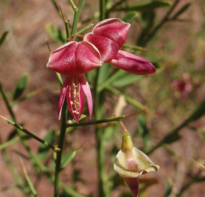 yavasa alhagi camelorum